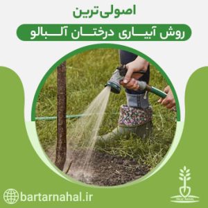 اصولی ترین روش آبیاری درختان آلبالو