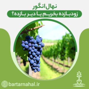 نهال انگور زودبازده یا دیر بازده؟