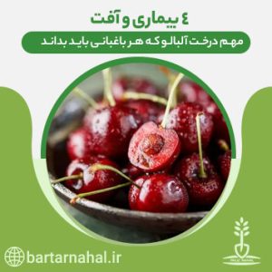 بیماری و آفت مهم درخت آلبالو