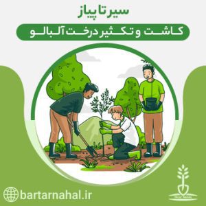کاشت و تکثیر درخت آلبالو