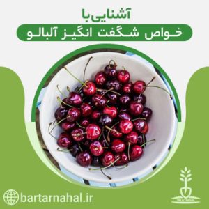 خواص شگفت انگیز آلبالو برای سلامتی بدن