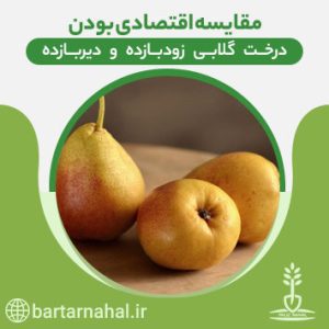 درخت گلابی زودبازده ودیر بازده