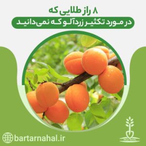 تکثیر زردآلو-