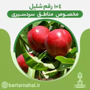 ارقام سردسیری شلیل