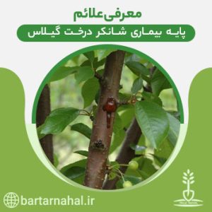 علائم بیماری شانکر درخت گیلاس