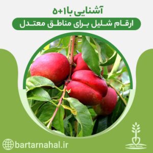 مناطق معتدل برای شلیل