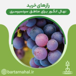 نهال انگور سردسیری