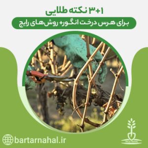 هرس درخت انگور