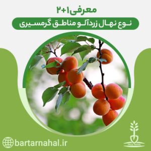 معرفی 3 نوع نهال زردآلو گرمسیری