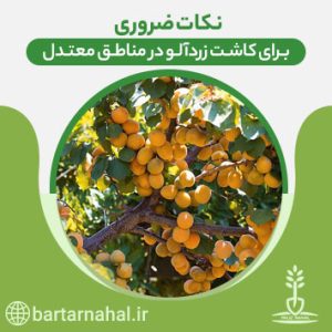 نکات ضروری برای کاشت زردآلو در مناطق معتدل