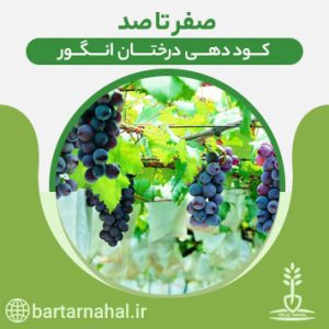 کوددهی درخت انگور
