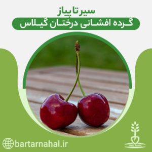 گرده افشانی درختان گیلاس