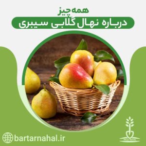 گلابی سیبری- برتر نهال