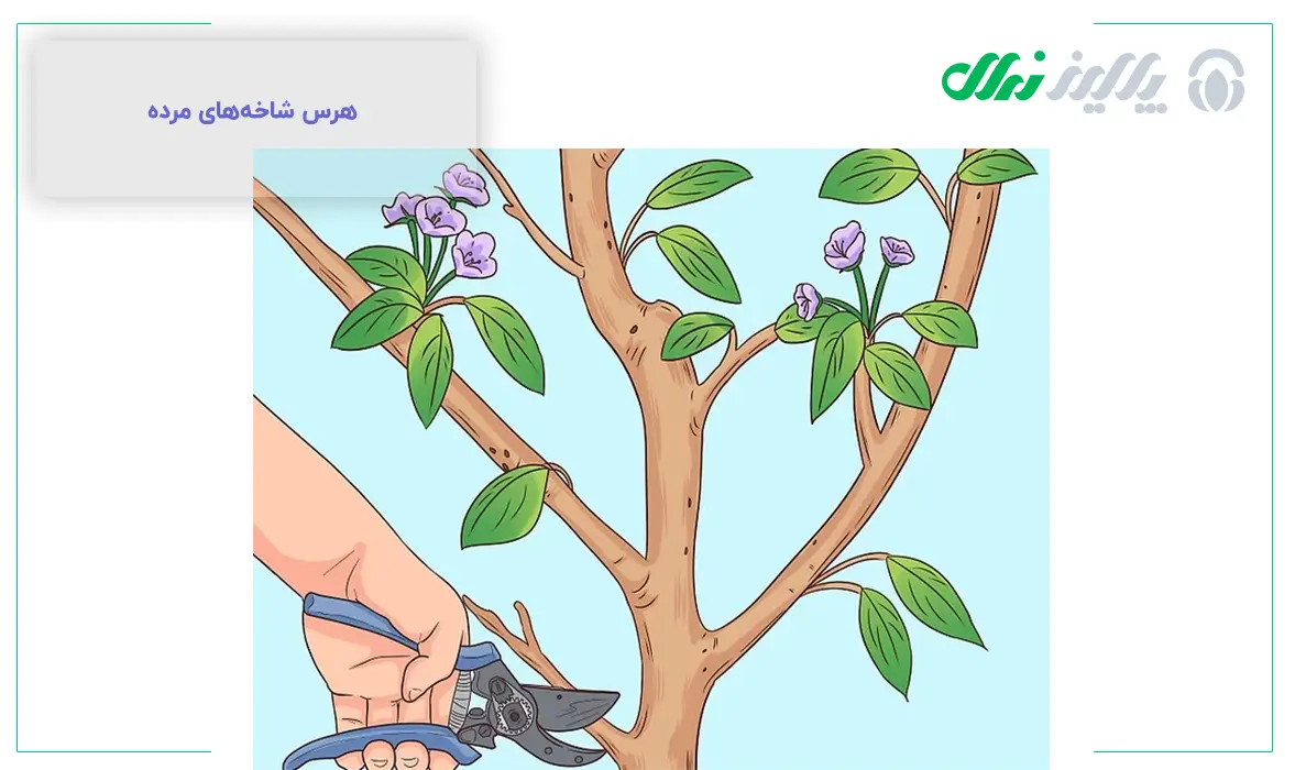 هرس عناب، هر آنچه که باید بدانید!