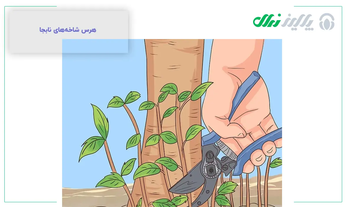 هرس عناب، هر آنچه که باید بدانید!