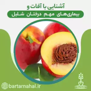 آفات و بیماری‌های شلیل