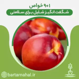 خواص شگفت انگیر شلیل