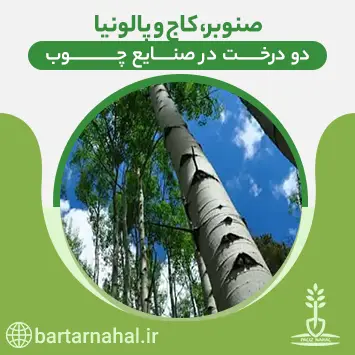 صنوبر، کاج و پالوینا سه درخت در صنایع چوب