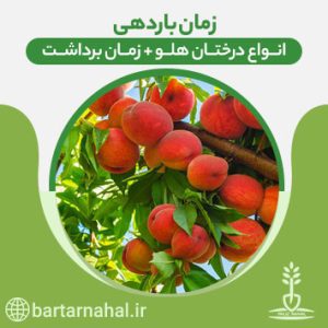 زمان باردهی درختان هلو
