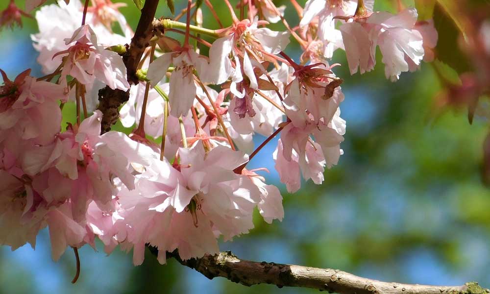 آب دادن به درخت شکوفه دار