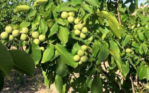 یکی از مزایای نهال‌های اصلاح‌شده پربار بودن محصول آنهاست.