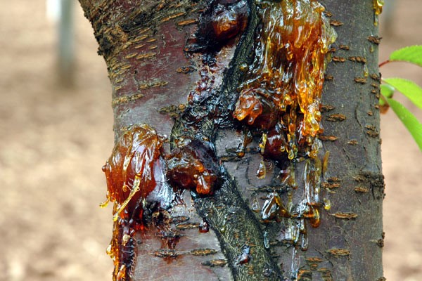 شانکر باکترایی عمیق و سطحی درخت گیلاس