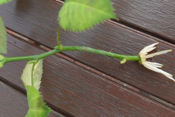 نحوه تکثیر نهال گل محمدی در گلدان، باغ و باغچه