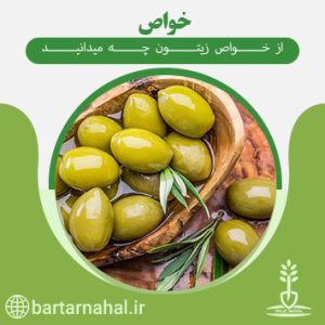 خواص زیتون