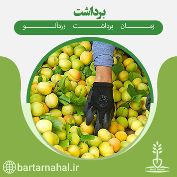 زمان برداشت میوه زردآلو برتر نهال