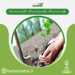 کاشت نهال زغال اخته