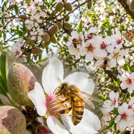 نقش گرده‌افشان‌ها در افزایش باردهی باغ بادام🌸