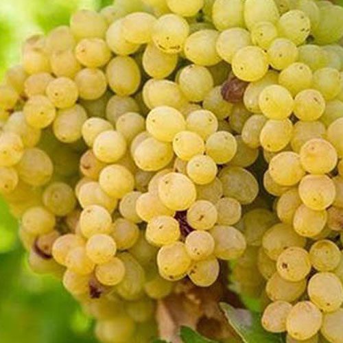بررسی نقش تنظیم بار در افزایش کیفیت محصول انگور🍇