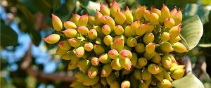 بررسی سازگاری نهال پسته با اقلیم خشک و نیمه خشک