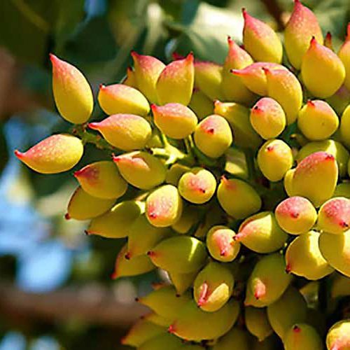 بررسی سازگاری نهال پسته با اقلیم خشک و نیمه‌خشک🌳