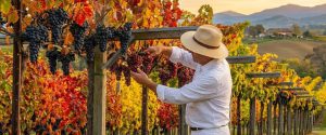 بررسی تأثیر سیستم داربستی بر افزایش عملکرد نهال انگور🍇