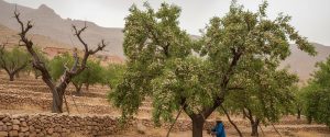 نقش تنش خشکی در افزایش کیفیت مغز بادام 