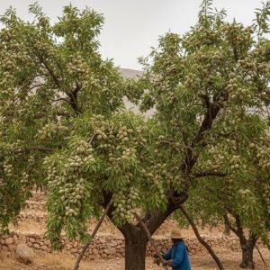 نقش تنش خشکی در افزایش کیفیت مغز بادام