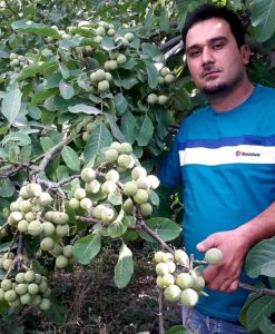 تفاوت باردهی نهال گردو در مناطق سردسیر و معتدل