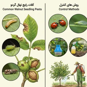 بررسی آفات رایج نهال گردو و روش‌های کنترل آن‌ها؛ چگونه از سرمایه باغ خود محافظت کنیم؟