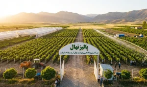 تولید نهال های اصلاح شده و پیوندی در مجموعه نهالستان سعید قاسمی